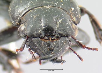 Media type: image;   Entomology 676 Aspect: head frontal view